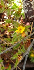 Pultenaea trinervis