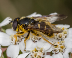Sericomyia chrysotoxoides image