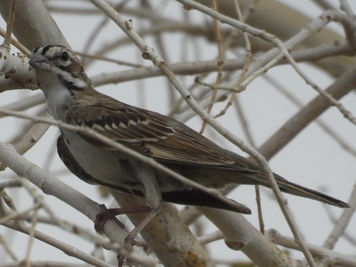 Lark Sparrow (Chondestes grammacus)