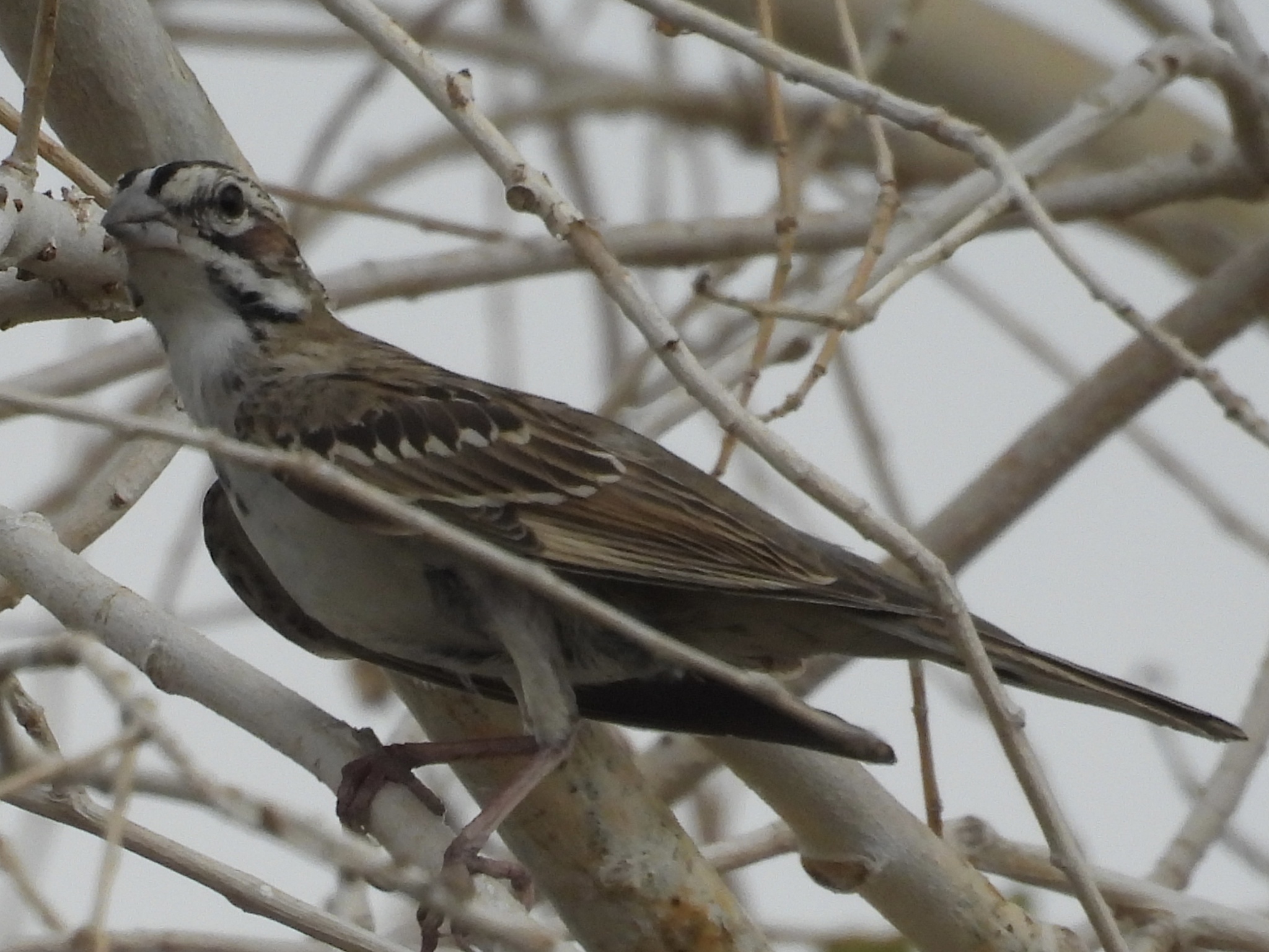 Lark Sparrow (Chondestes grammacus)