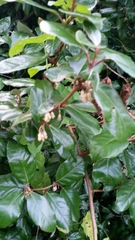 Elaeagnus macrophylla