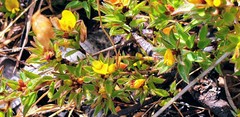 Pultenaea trinervis