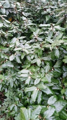 Elaeagnus macrophylla