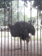 Struthioniformes