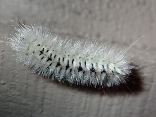 Hickory tussock moth