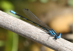 Argia leonorae