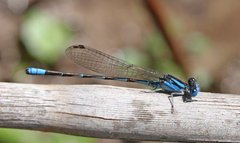 Argia leonorae