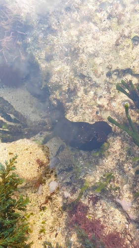 Aplysia fasciata