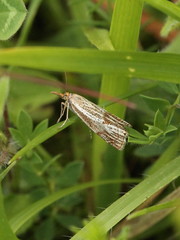 Thisanotia chrysonuchella