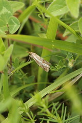 Thisanotia chrysonuchella