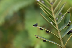 Enchenopa quadricolor