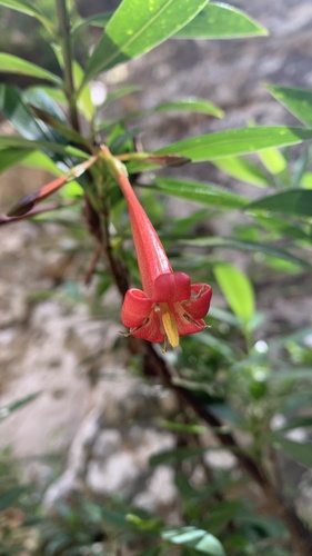 Augusta longifolia