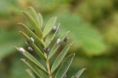 Enchenopa quadricolor