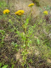 Achillea ageratum