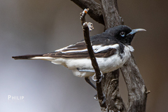 Certhionyx variegatus