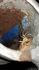 Anyphaena accentuata