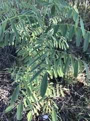 Areca
