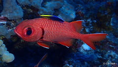 Labroides phthirophagus