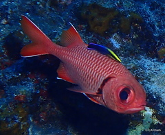 Labroides phthirophagus