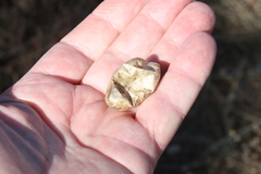 Astragalus douglasii