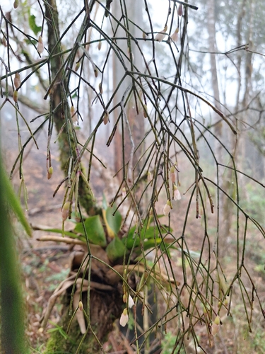 Rhipsalis burchellii