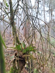 Rhipsalis burchellii