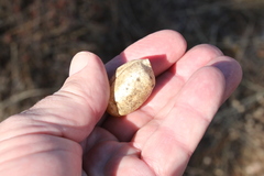 Astragalus douglasii