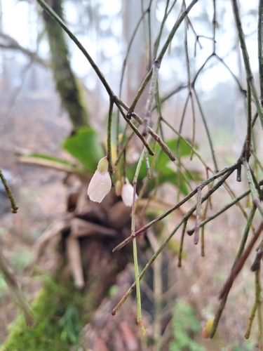 Rhipsalis burchellii, photograph 2