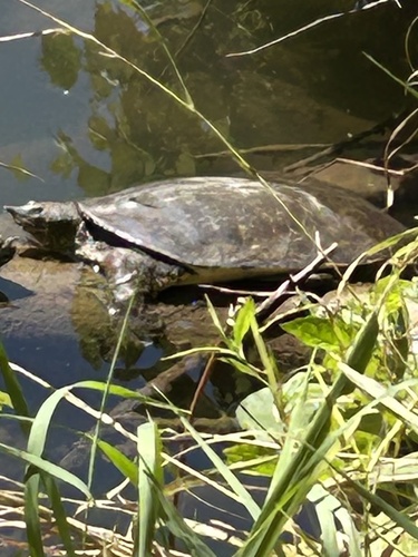 Apalone spinifera
