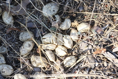 Astragalus douglasii