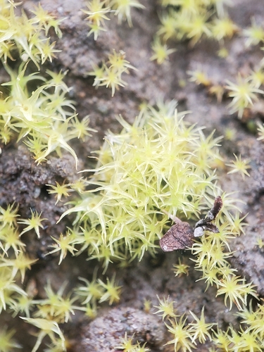 Dicranella schreberiana, 2025-08-24