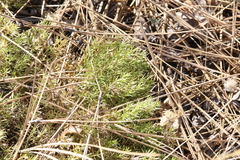 Galium andrewsii