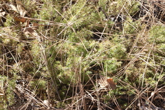 Galium andrewsii