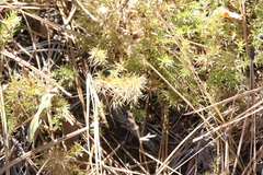 Galium andrewsii