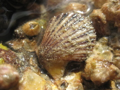 Talochlamys zelandiae image