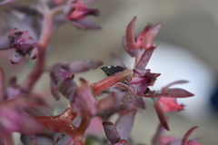 Enchenopa quadricolor