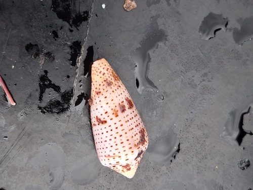 Conasprella ximenes observed 2025-08-24