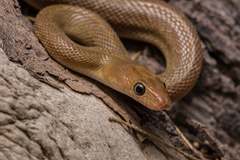 Baja California Rat Snake photo 4
