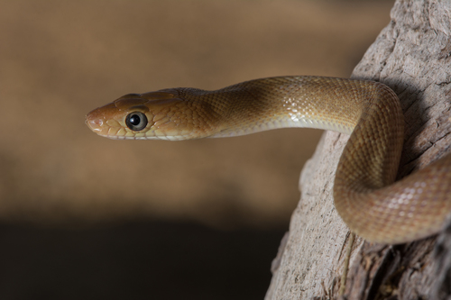 Baja California Ratsnake