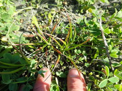 Juncus caespiticius