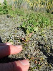 Juncus caespiticius