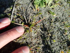Juncus caespiticius