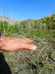 Juncus caespiticius