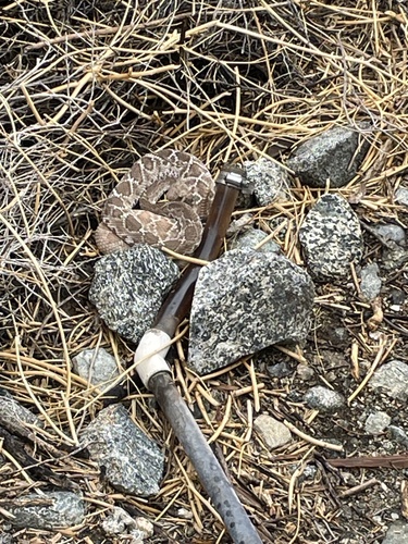 iNaturalist observation photo of Red Diamond Rattlesnake