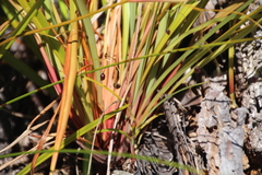 Dianella haematica