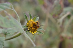 Osmia azteca