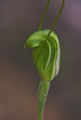 Pterostylis puberula