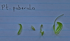 Pterostylis puberula