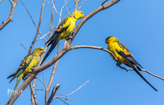 Polytelis anthopeplus monarchoides