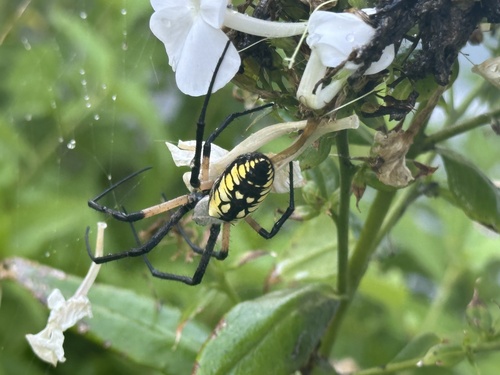 Yellow garden spider
